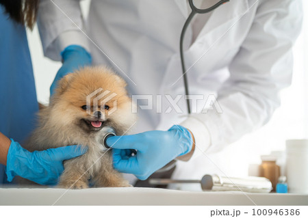 Examine the veterinarian's breath in work clothes, listen to the breath of a small dog, veterinary clinic, pet care concept. Examine the veterinarian's breath in work clothes, listen to the breath of a small dog, veterinary clinic, pet care concept. 100946386
