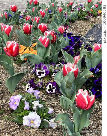 春の花たちの井戸端会議 春の花たちの井戸端会議 100946398