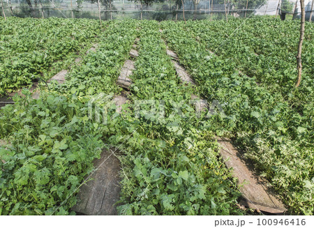 farm where snails are grown, mollusks hide under the boards 100946416