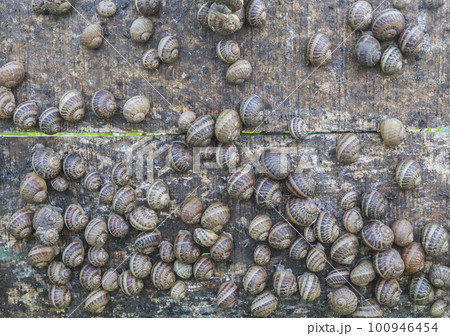 many snails sit on a wooden shield on the farm where they are grown 100946454