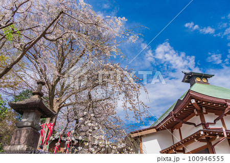 (神奈川県)横浜市 春の弘明寺(ぐみょうじ) (神奈川県)横浜市 春の弘明寺(ぐみょうじ) 100946555