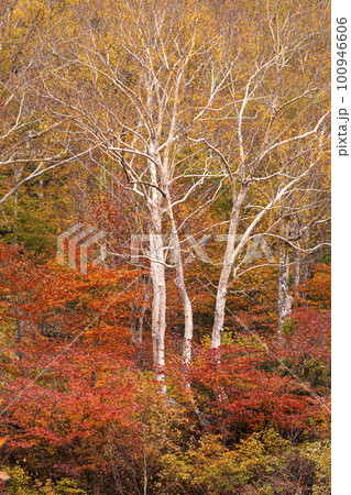 221022わさび平g173 100946606