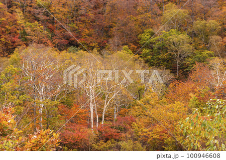 221022わさび平z167 100946608