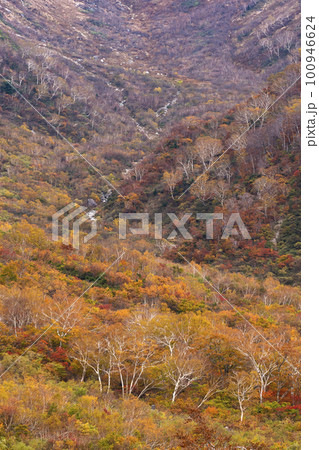 221022わさび平g137 100946624