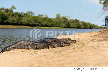 Yacare caimans lying on a sandy river bank Yacare caimans lying on a sandy river bank 100946630