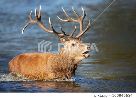Red deer stag standing in water and calling during rutting season Red deer stag standing in water and calling during rutting season 100946654
