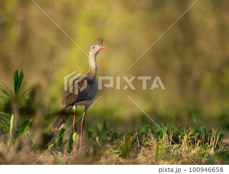 Red legged seriema standing in a grass field Red legged seriema standing in a grass field 100946658