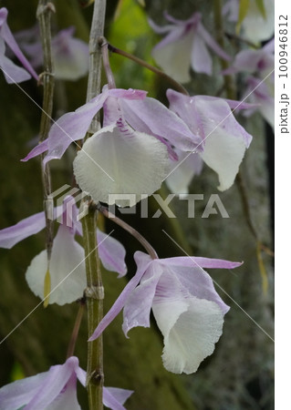 デンドロビウム・アフィルム Dendrobium aphyllum　の花 100946812