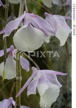 デンドロビウム・アフィルム Dendrobium aphyllum の花 デンドロビウム・アフィルム Dendrobium aphyllum の花 100946813