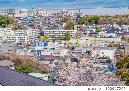 (神奈川県横浜市)桜が咲いた弘明寺公園から見る横浜の街並み (神奈川県横浜市)桜が咲いた弘明寺公園から見る横浜の街並み 100947205