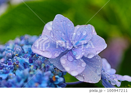 雨に濡れた紫陽花 100947211