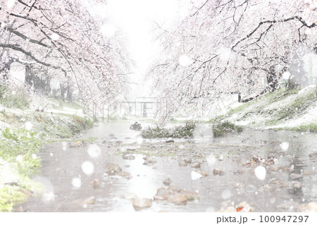 雪降る桜　根川緑道（立川公園内） 100947297