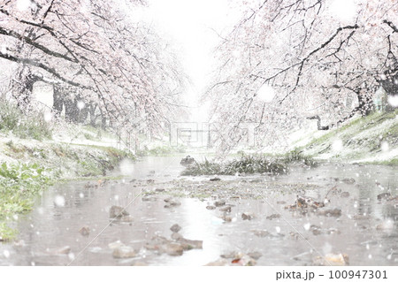 雪降る桜 根川緑道(立川公園内) 雪降る桜 根川緑道(立川公園内) 100947301