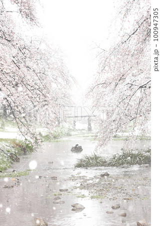 雪降る桜　根川緑道（立川公園内） 100947305