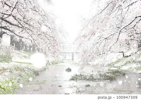 雪降る桜 根川緑道(立川公園内) 雪降る桜 根川緑道(立川公園内) 100947309