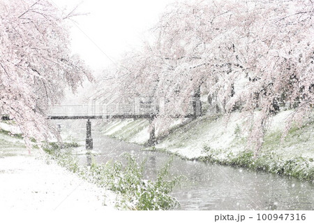 雪降る桜 根川緑道(立川公園内) 雪降る桜 根川緑道(立川公園内) 100947316