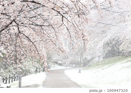 雪降る桜　根川緑道（立川公園内） 100947320