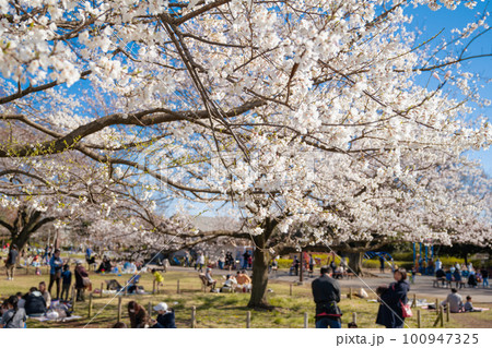 武蔵野中央公園と桜 花見をする人々 (東京 武蔵野市 2023年3月) 武蔵野中央公園と桜 花見をする人々 (東京 武蔵野市 2023年3月) 100947325