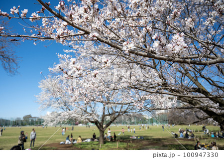 武蔵野中央公園と桜 花見をする人々 (東京 武蔵野市 2023年3月) 武蔵野中央公園と桜 花見をする人々 (東京 武蔵野市 2023年3月) 100947330