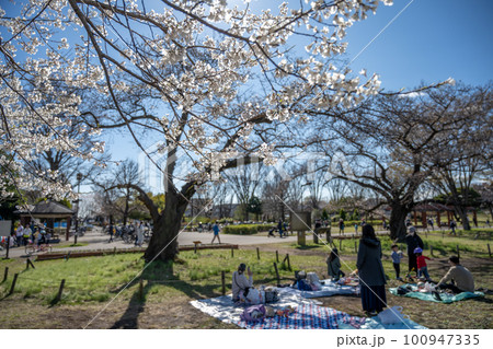 武蔵野中央公園と桜 花見をする人々 (東京 武蔵野市 2023年3月) 武蔵野中央公園と桜 花見をする人々 (東京 武蔵野市 2023年3月) 100947335