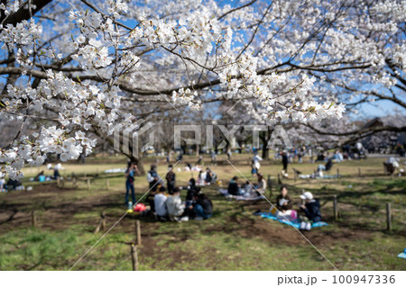 武蔵野中央公園と桜 花見をする人々 (東京 武蔵野市 2023年3月) 武蔵野中央公園と桜 花見をする人々 (東京 武蔵野市 2023年3月) 100947336
