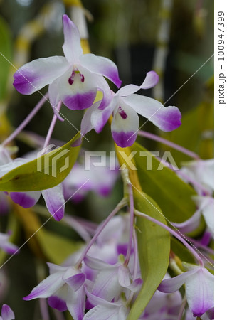 デンドロビウム リナウィアヌム　Dendrobium linawianum のピンクの花 100947399