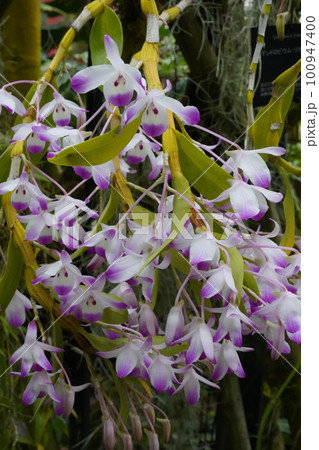 デンドロビウム リナウィアヌム Dendrobium linawianum のピンクの花 デンドロビウム リナウィアヌム Dendrobium linawianum のピンクの花 100947400