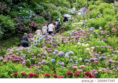 蒲郡市、あじさいの里に咲く満開の紫陽花の花 100947595