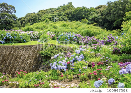 蒲郡市、あじさいの里に咲く満開の紫陽花の花 100947598