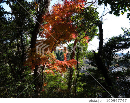 本納城跡を訪ねて 100947747