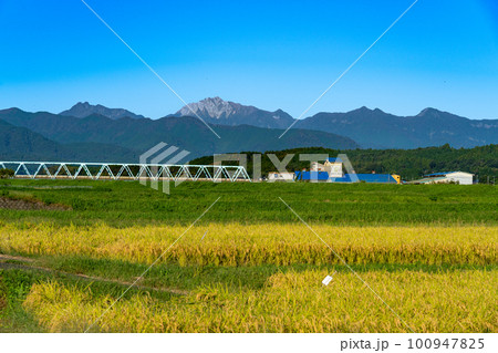 黄金色に染まる稲穂と大山・烏ヶ山と秋の青空1　鳥取県倉吉市 100947825