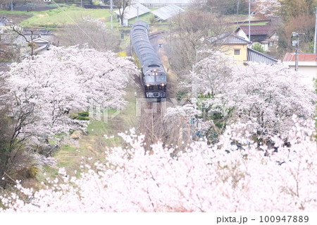 久大本線・北山田駅の桜と豪華クルージングトレイン「ななつ星in九州」3 100947889