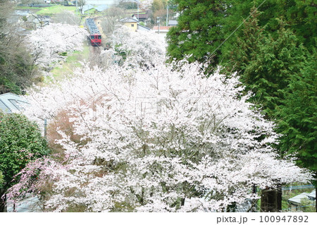 久大本線・北山田駅の桜と特急「ゆふ」1 久大本線・北山田駅の桜と特急「ゆふ」1 100947892
