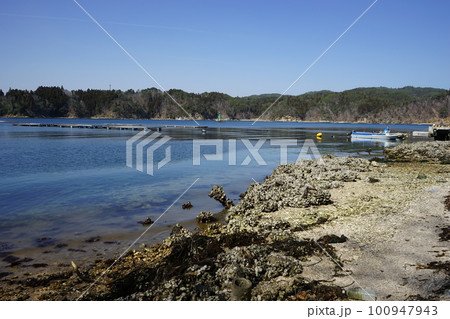 気仙沼大島の養殖いかだ 気仙沼大島の養殖いかだ 100947943