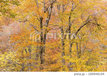 221022わさび平z243 100948194