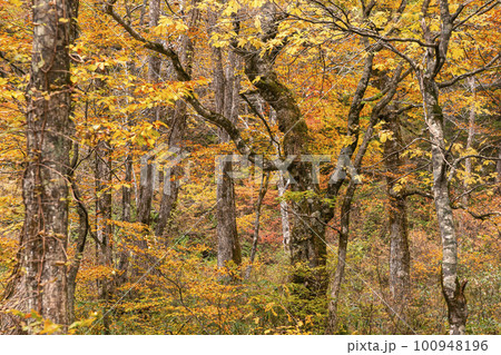 221022わさび平z225 100948196