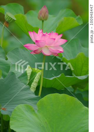 蓮の花 100948447