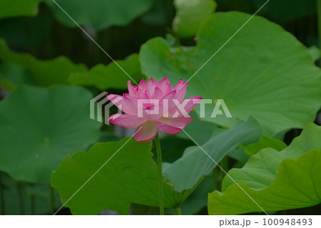 蓮の花 蓮の花 100948493