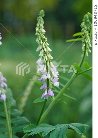 Closeup on the emerging purple flowers of Goat's rue or Italian fitch, Galega officinalis, a pharmaceutical plant Closeup on the emerging purple flowers of Goat's rue or Italian fitch, Galega officinalis, a pharmaceutical plant 100948715