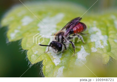 Closeup on a male red-girdled mining bee, andrena labiata, sitting on a green leaf 100948721