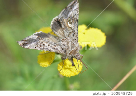 Close up of the brown Silver-Y moth, Autographa gamma drinking nectar from a yellow Tansy flower, Tanacetum vulgare 100948729