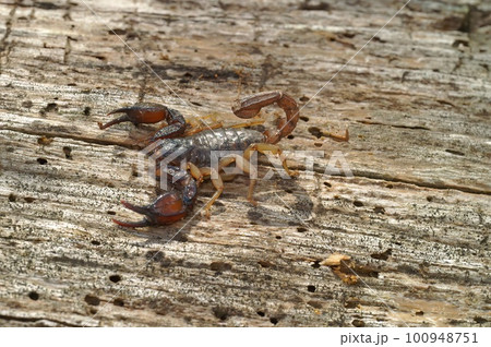 Close-up shot of the Western Forest scorpion, Uroctonus mordax, from California, USA 100948751