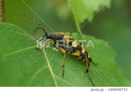 Closeup on a spotted longhorn beetke, Rutpela maculata sitting on a green leaf 100948752