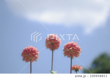 ダリアと青空 100948851