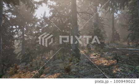 Autumn pine forest on a foggy morning Autumn pine forest on a foggy morning 100949022