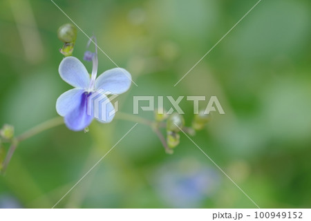 クレロデンドルム・ウダンデンセ 100949152