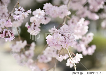 虎渓公園のしだれ桜 虎渓公園のしだれ桜 100949348