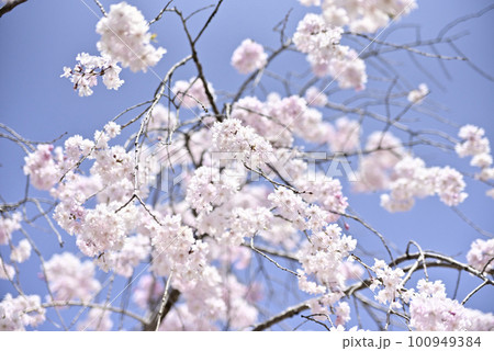 虎渓公園のしだれ桜 100949384