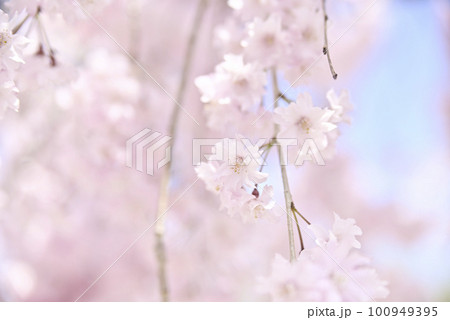 虎渓公園のしだれ桜 100949395