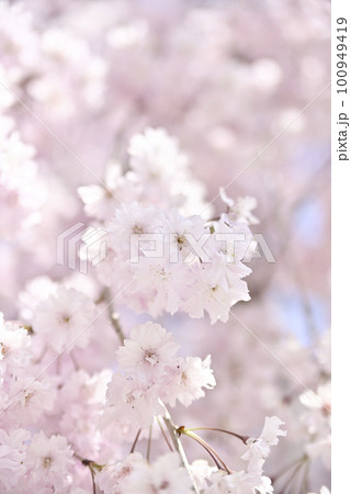 虎渓公園のしだれ桜 虎渓公園のしだれ桜 100949419